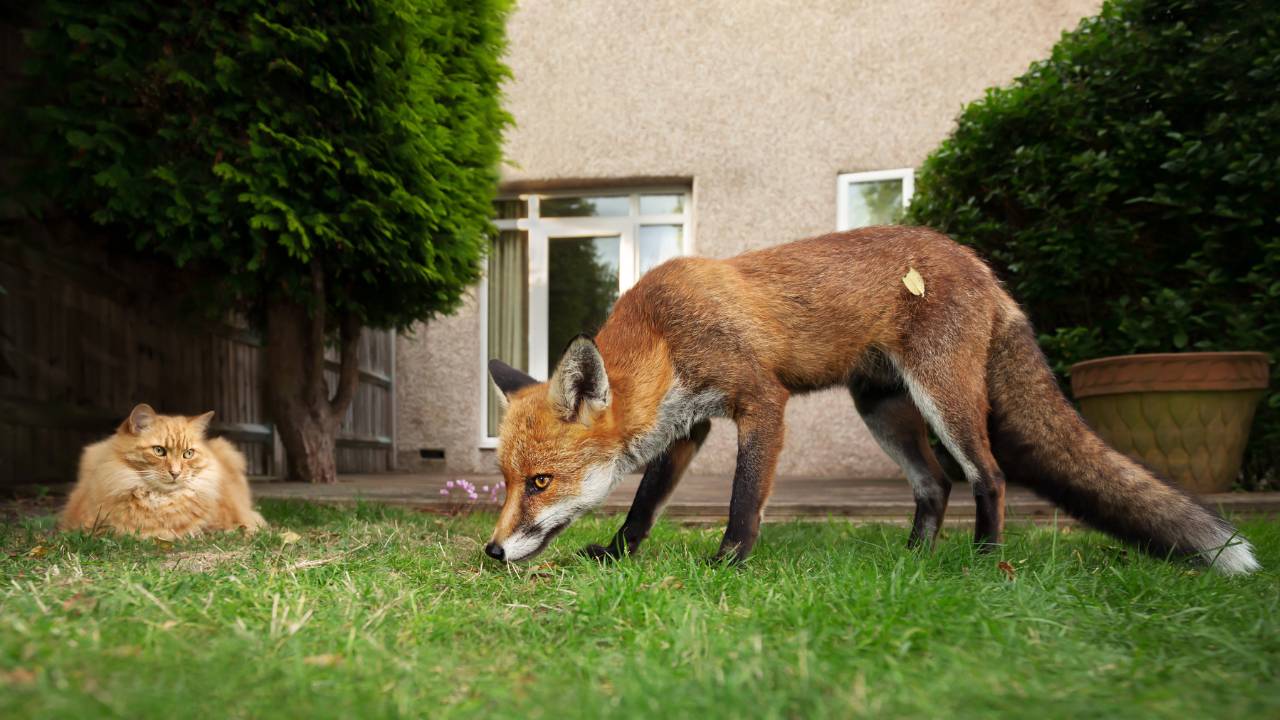 fox and cat face off in backyard