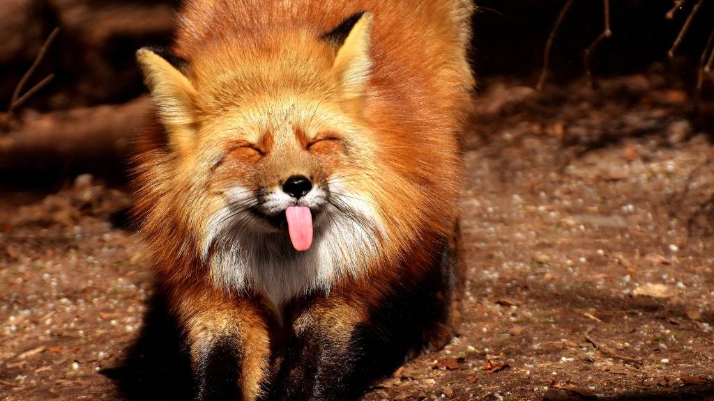 fox sticking out tongue