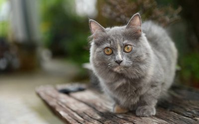 Short-Legged Cats Guide: Meet the Cutest Breeds