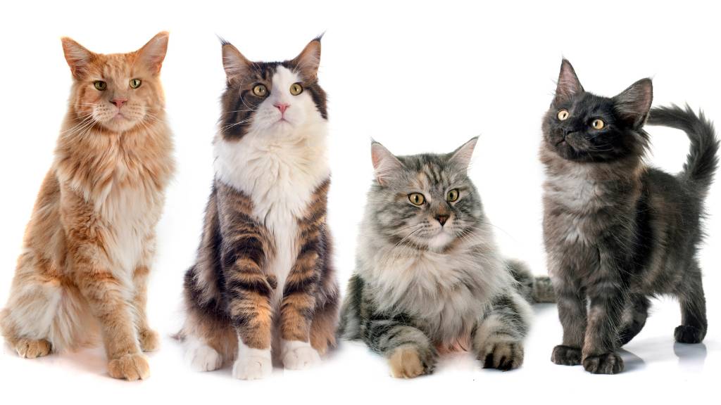 group of maine coon cats lined up