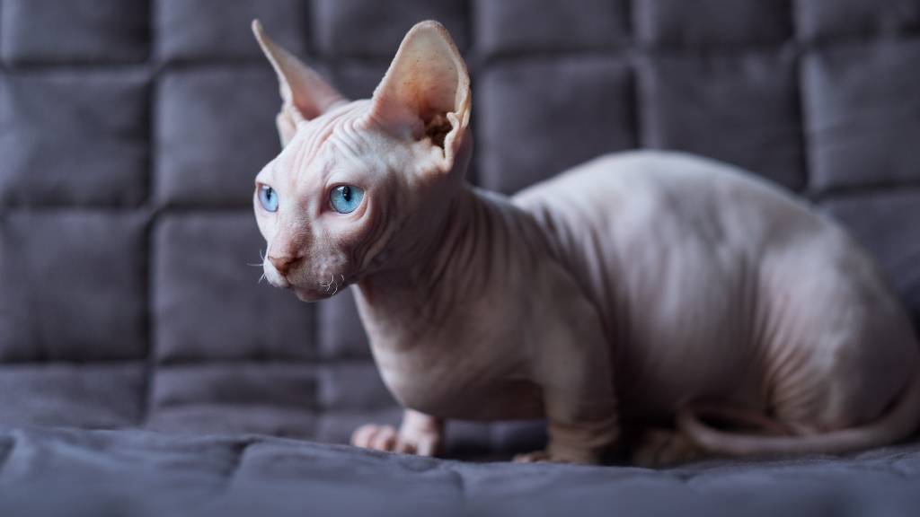 hairless short-legged cat