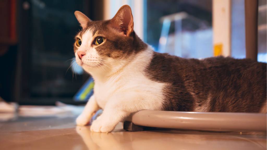 low-legged cats
