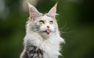 101 Maine Coon Cat Names Inspired by Experts