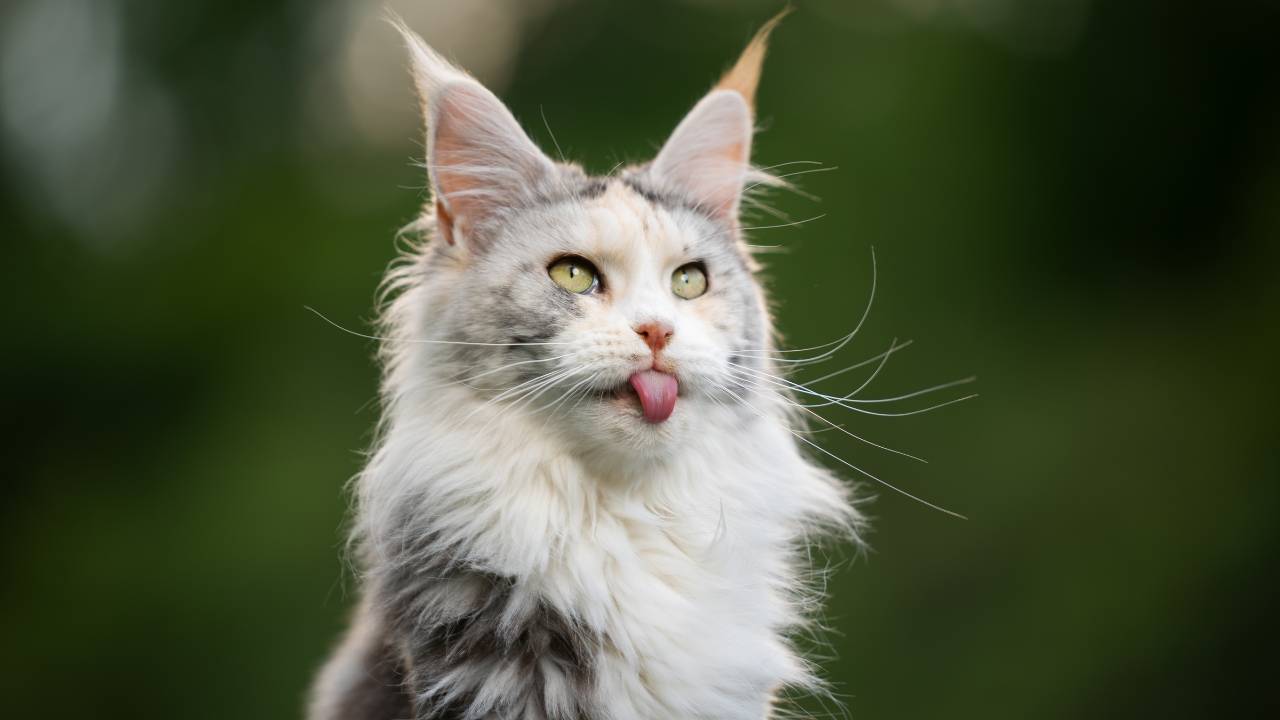 maine coon cat names