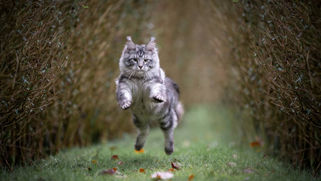 maine coon running outdoors