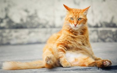 200 Orange Cat Names Bursting With Personality