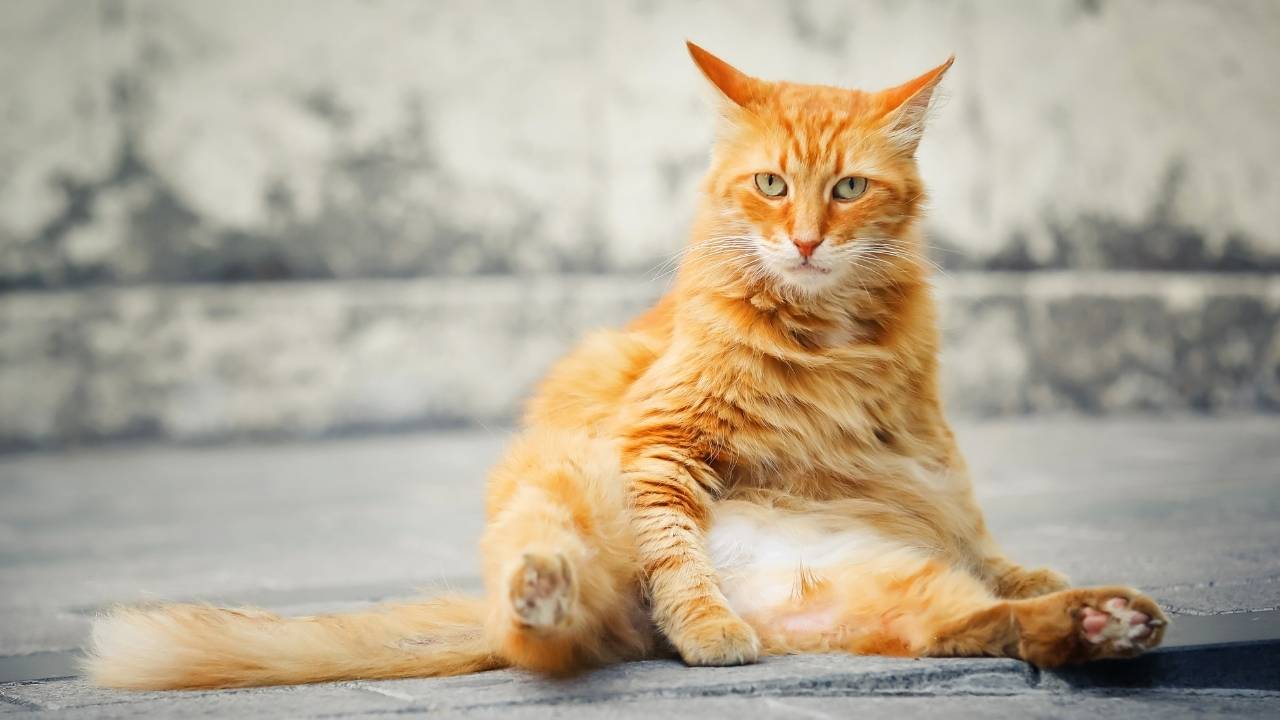 orange cat names