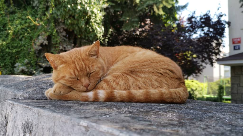 orange cat sleeping on a stone ledge