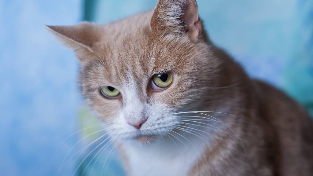 orange cat with attitude
