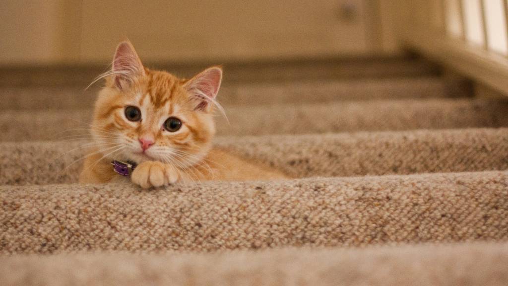 orange kitten on stairs