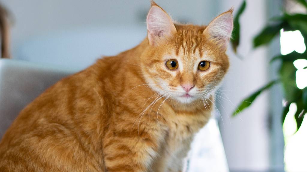 orange tabby cat indoors