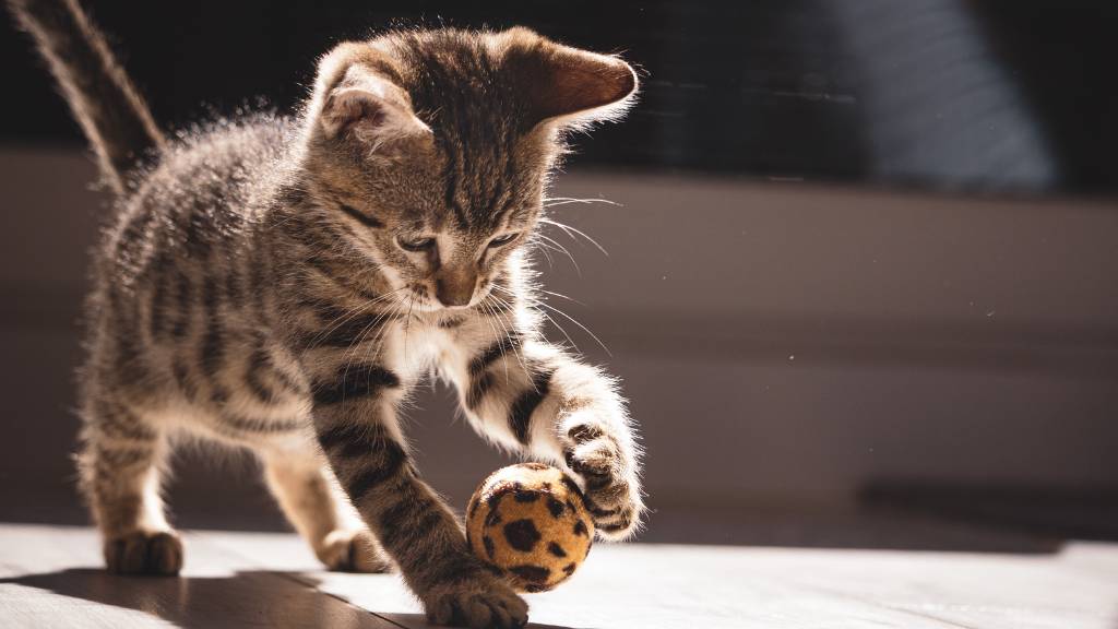 playful tabby kitten