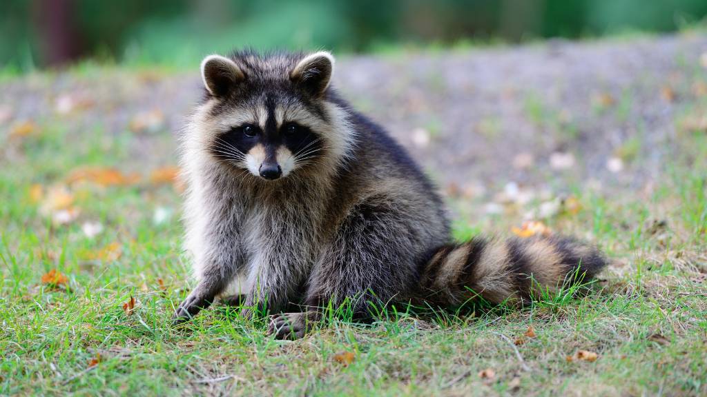 raccoon in backyard at dusk
