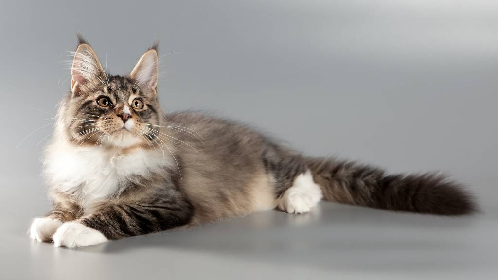 relaxed maine coon