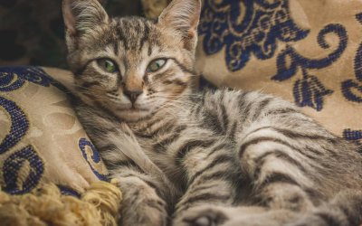 Tabby Cat Names: 130 Curated Picks