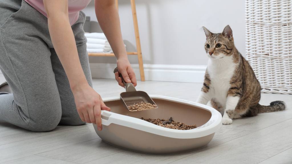 scooping litter with cat nearby