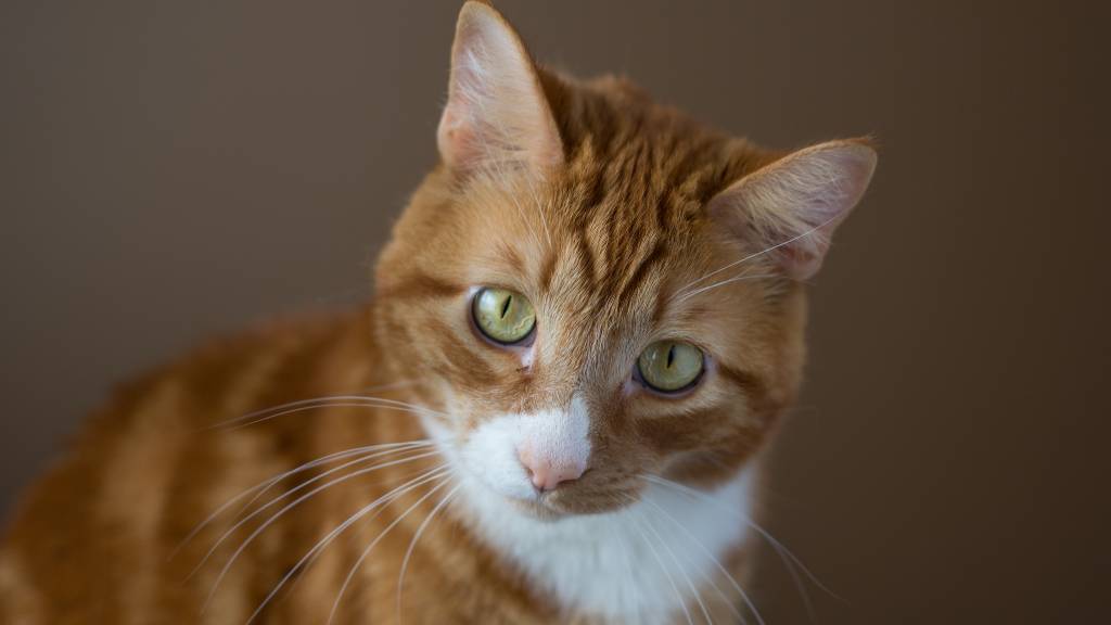 serious orange tabby