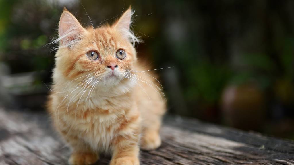 short-legged orange kitten