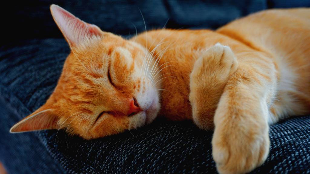 sleeping ginger tabby