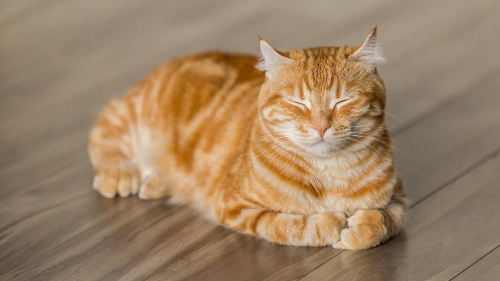 sleeping orange cat