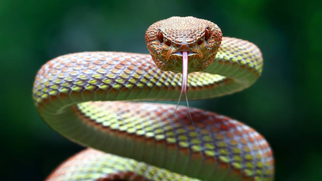 snake ready to strike in yard