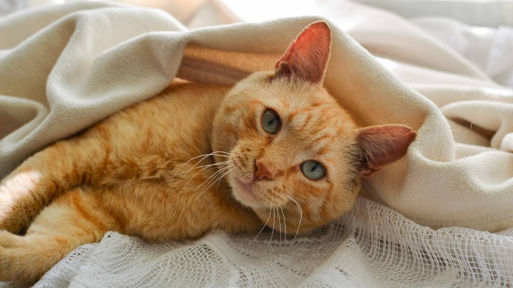snuggled orange kitten