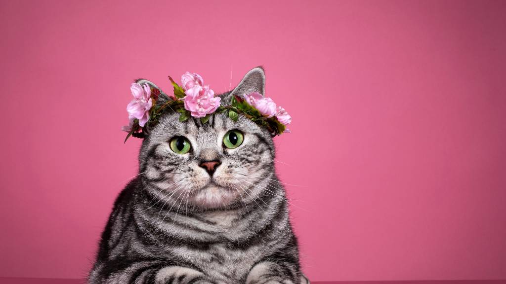 tabby cat with flower crown
