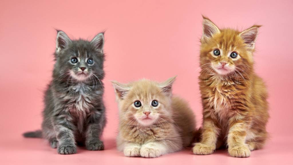 three maine coon kittens posing