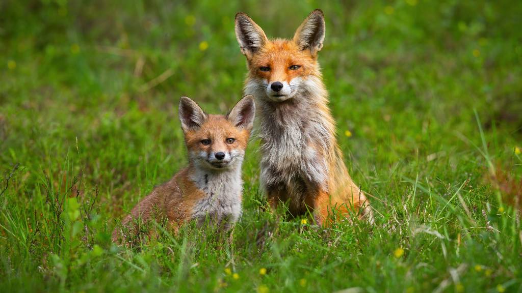 two young foxes in grass