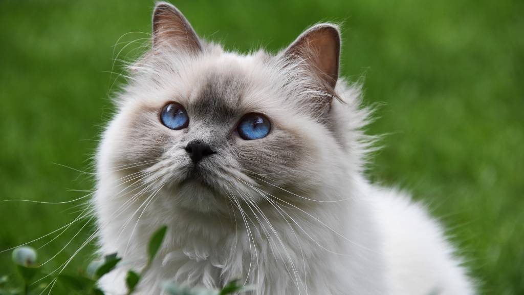 white cat watching intently