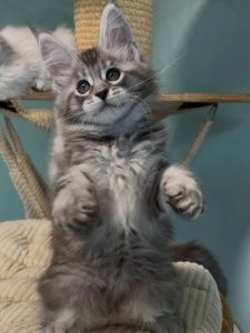 Новый проект (1)