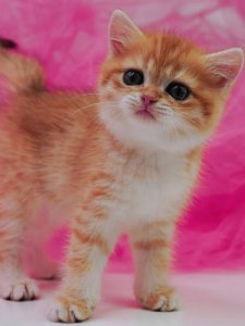 Новый проект (1)