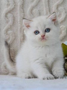 Новый проект (1)