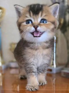 Новый проект (1)