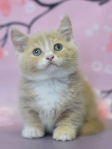 Новый проект (1)