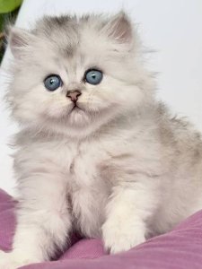 Новый проект (1)