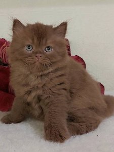 Новый проект (1)