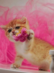 Новый проект (2)