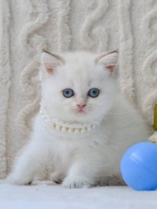 Новый проект (2)