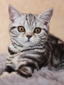 Новый проект (2)