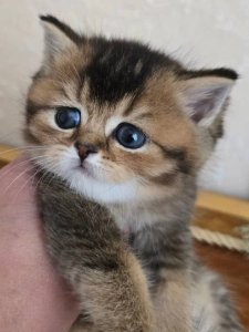 Новый проект (2)