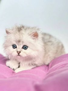 Новый проект (2)