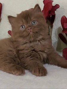 Новый проект (2)