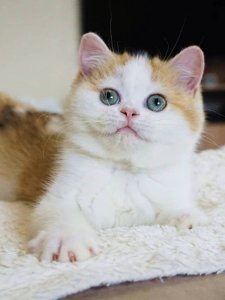 Новый проект (2)
