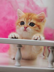 Новый проект (3)