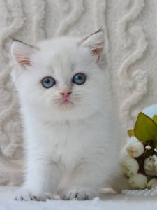 Новый проект (3)