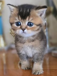 Новый проект (3)