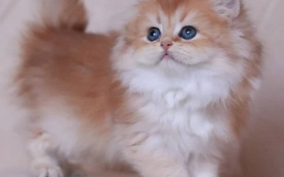 Kiki