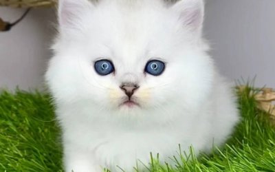 Vito