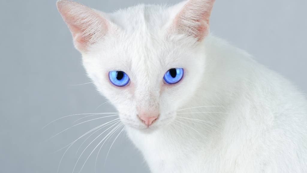 albino cat with blue eyes